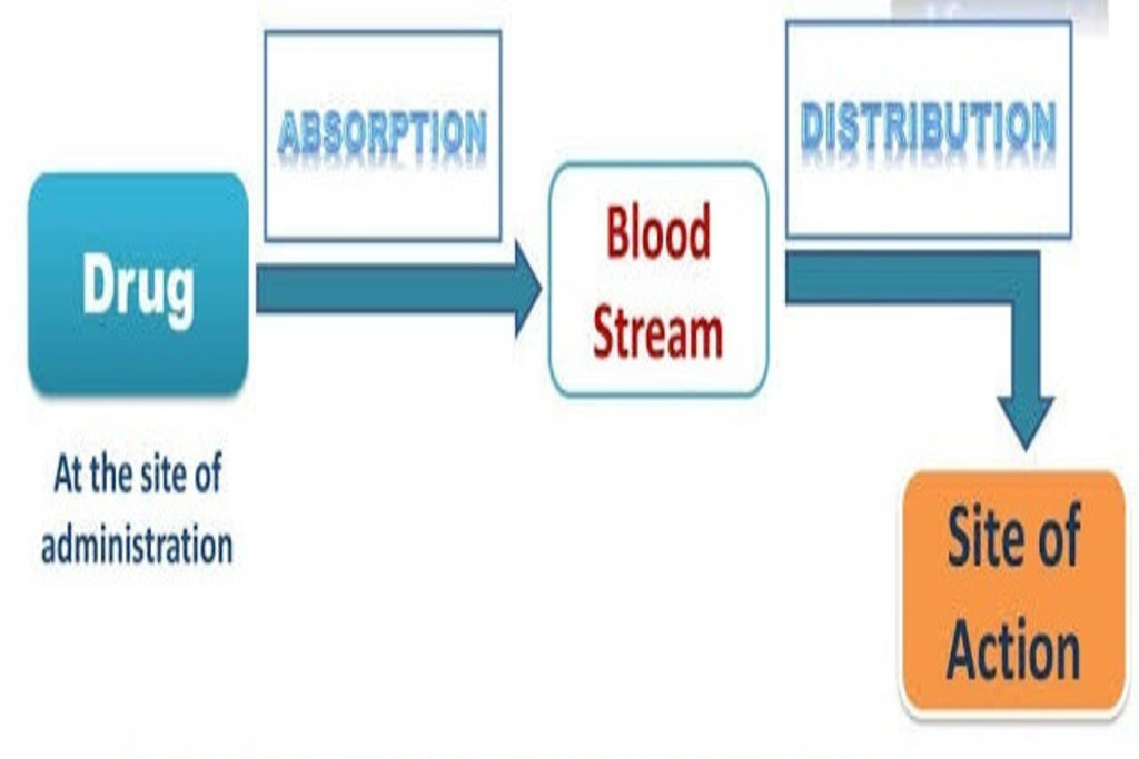 Drug absorption and drug distribution