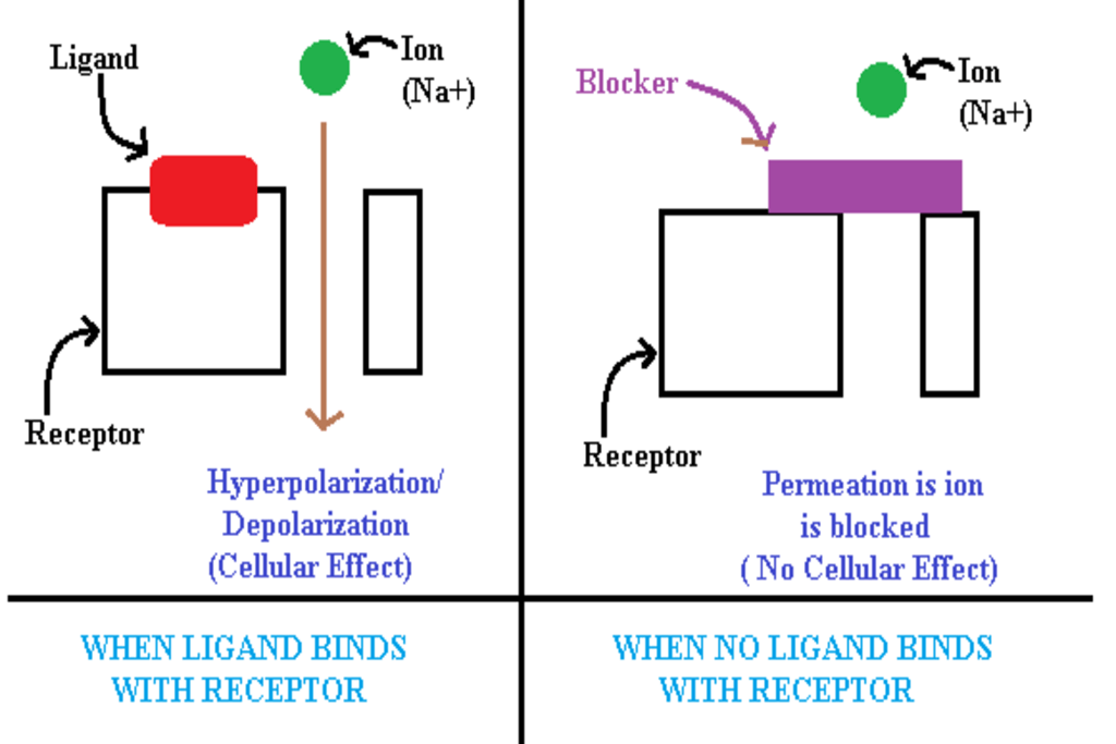 Ligand gated ion channel/ Ionotropic receptor (A Type of receptors)