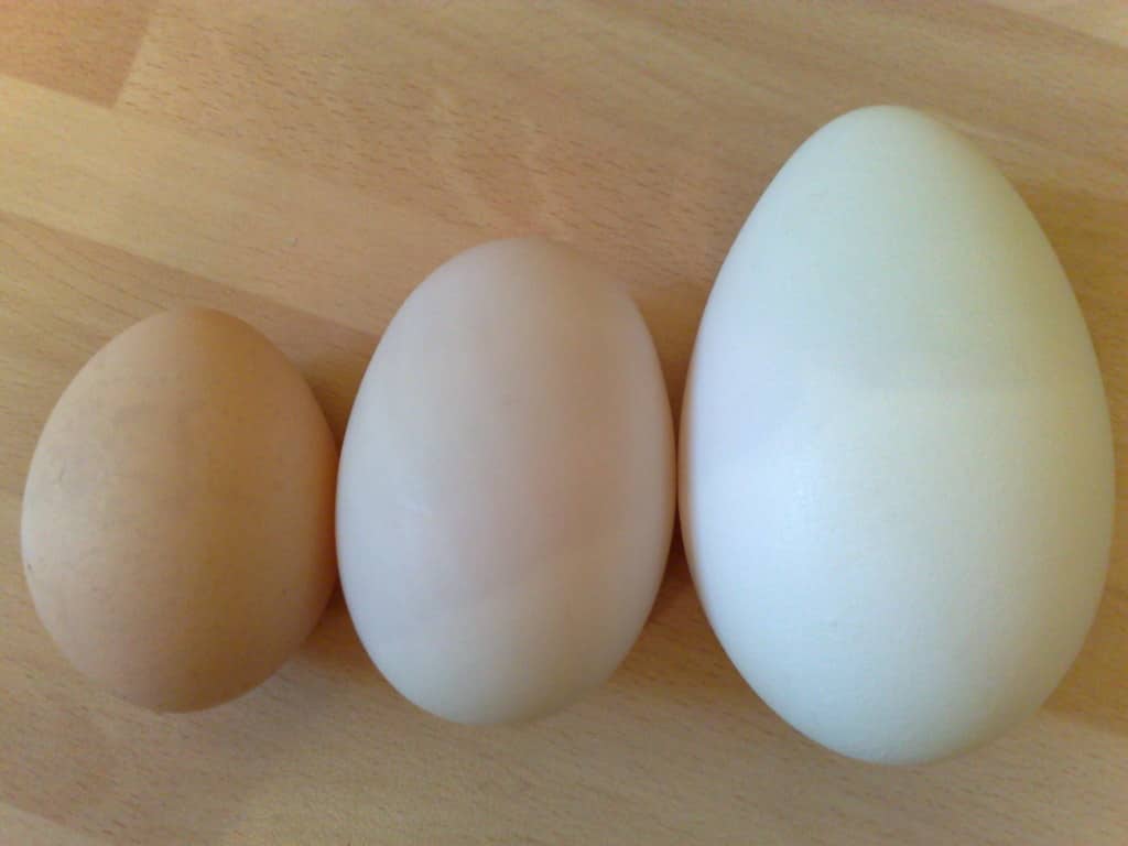 chicken duck eggs
