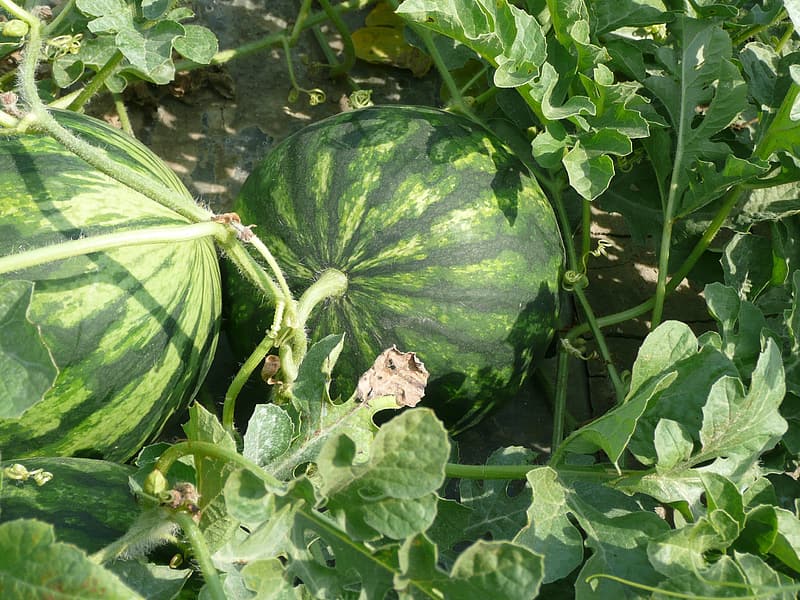 when to cut off wtermelon form veins and how to grow sweet watermelon in pot or In Garden