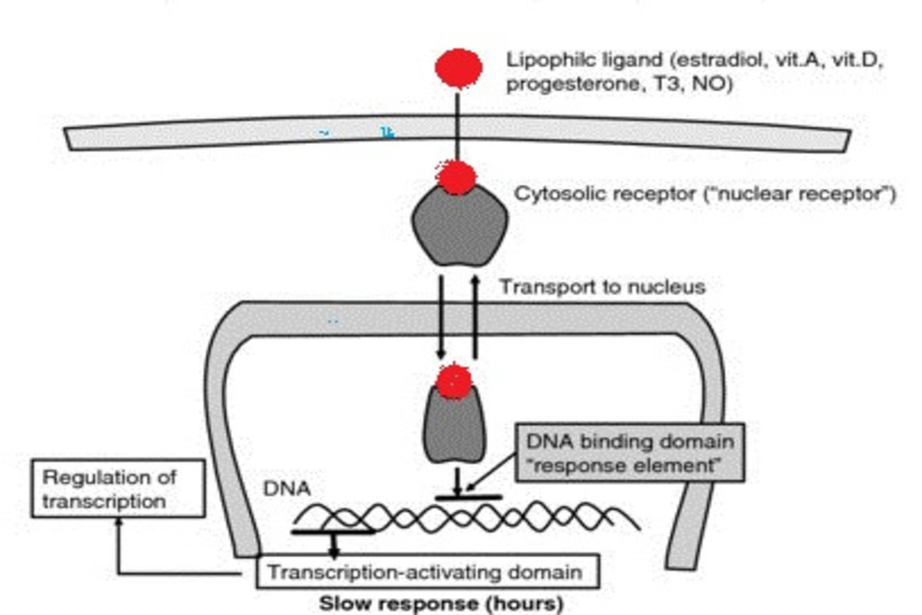 Receptor regulating gene expulsion (Transcription factor or steroid)
(A Type of receptors)
